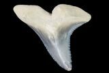 Hemipristis Fossil Shark Tooth - Bone Valley #99814-1